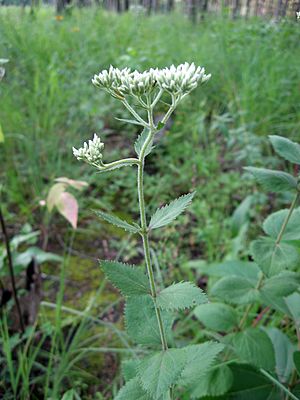 Eupatorium rotundifolium.jpg