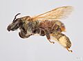 Exomalopsis mellipes f