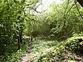 Finedon Cally Banks 2