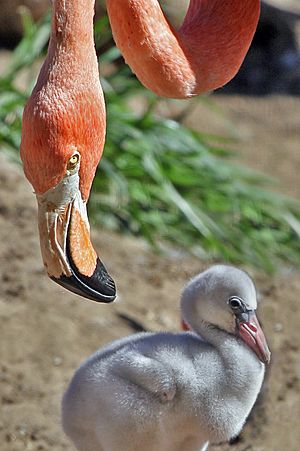 Flamingo and offspring