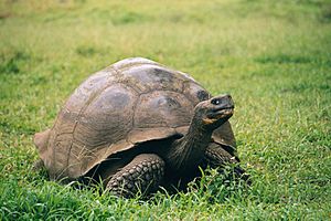 Galapagos Geochelone nigra porteri.jpg