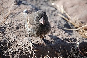 Geospiza conirostris -Espanola Island, Galapagos, Ecuador-8.jpg