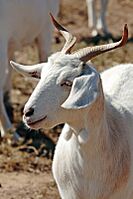 Goat with unusual horns