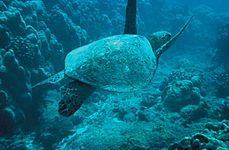 Green-sea-turtle