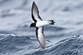 Grey-backed Storm Petrel 0A2A9673