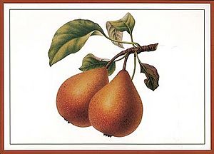 HP-pears