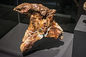 Hatzegopteryx thambema neck bone cast - Pterosaurs Flight in the Age of Dinosaurs