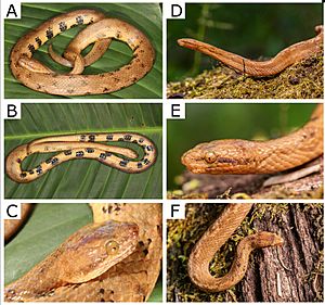 Head-views-of-Tropidophis-cacuangoae-sp-nov-in-life-A-C-holotype-DHMECN-16725.jpg