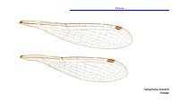 Hemiphlebia mirabilis female wings (33985042264)