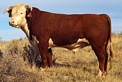Hereford bull large