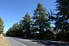 Highway 152 Tree Row