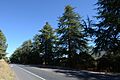 Highway 152 Tree Row