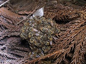Honeybee thermal defence01