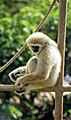 Honolulu Zoo Primate 1997