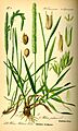 Illustration Phleum pratense0