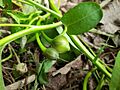 Immature seeds of Ipomoea aquatica 2