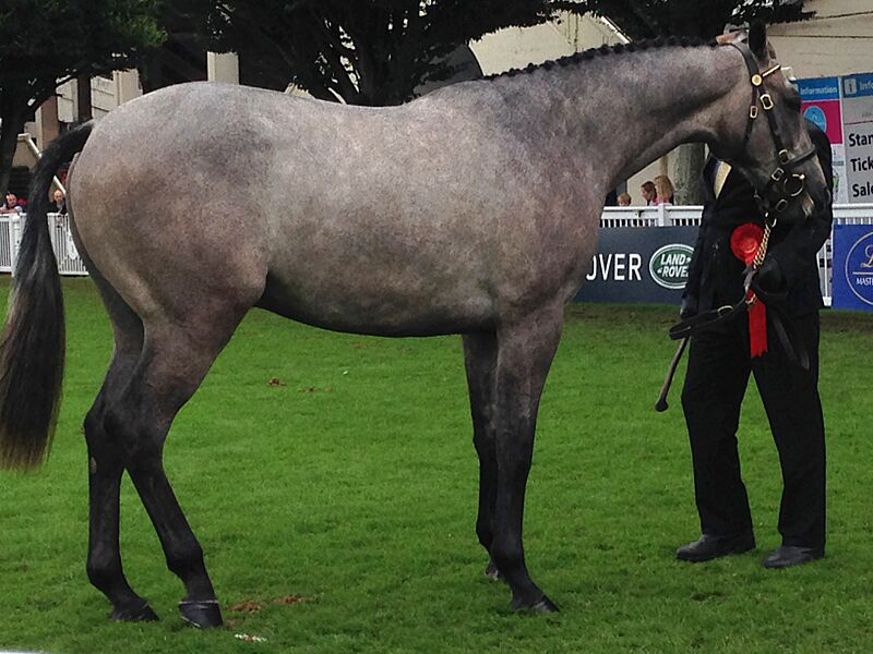 Irish Sport Horse - Assagart Lord Lancer standing