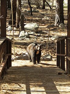 Kings Canyon Black Bear P4280977