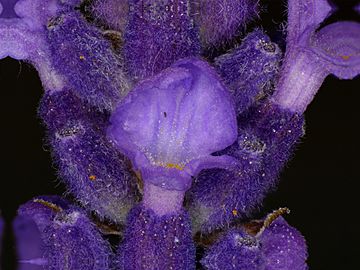 Lavandula angustifolia lavender Lavendel 03