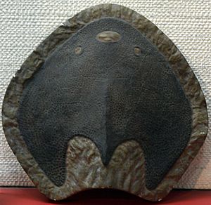 LaxaspisQujingensis-PaleozoologicalMuseumOfChina-May23-08