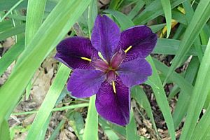 Louisiana iris.jpg