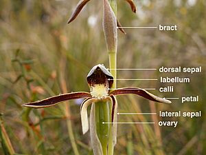 Lyperanthus correct labels.001