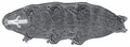 Macrobiotus ovovittatus white background