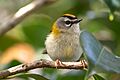Madeira firecrest