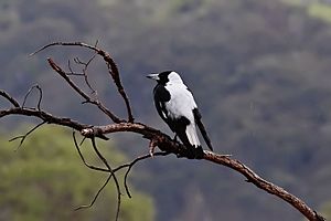 Magpie on dead branch02