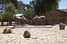 Maseru, Lesotho - panoramio (21).jpg