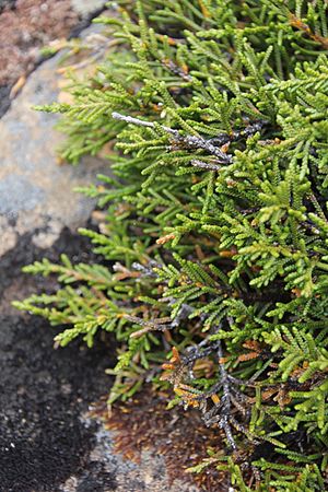 Microcachrys tetragona coniferous heath