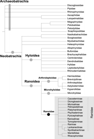 Molecular phylogeny and biogeography of ranoid frogs