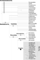 Molecular phylogeny and biogeography of ranoid frogs