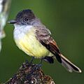 Myiarchus-tuberculifer-001
