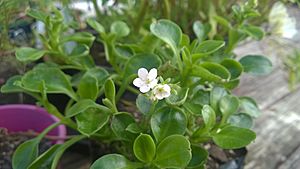 Myosotis petiolata var. pansa.jpg