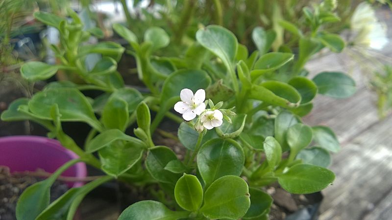Myosotis petiolata var. pansa