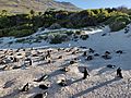 Nesting African Penguins on Boulders Beach