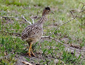 Nothura boraquira - White-bellied nothura; Poções, Bahia, Brazil.jpg