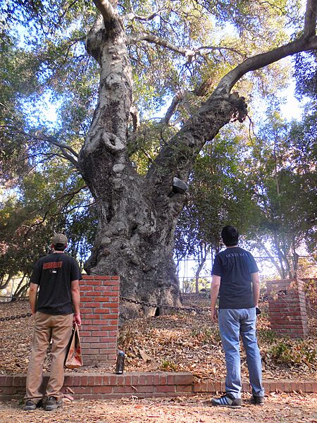 Orcutt old tree