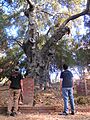 Orcutt old tree