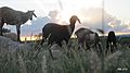 Ovinos pastando ao por-do-sol num sítio em Araci-BA