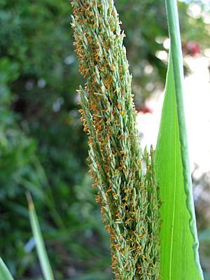 Panicum niihauense (5250067060).jpg