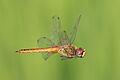 Pantala flavescens (globe skimmer) in flight, side view