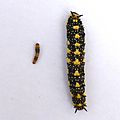 Papilio anactus larvae instar comparison