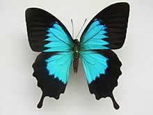 Papilio ulysses ambiguus Rothschild, 1895