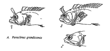 Paraclinus grandicomis sexual dimorphism