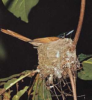 Paradise flycatcher of La Digue Seychelles