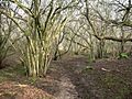 Path through Freeholders Wood - geograph.org.uk - 698033