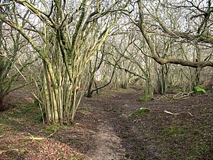 Path through Freeholders Wood - geograph.org.uk - 698033
