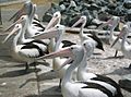 Pelicans Tuncurry NSW